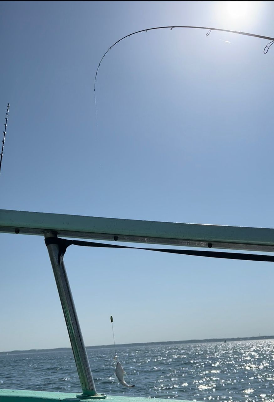 ROGGY(ろぎー)さんの釣果 2枚目の画像