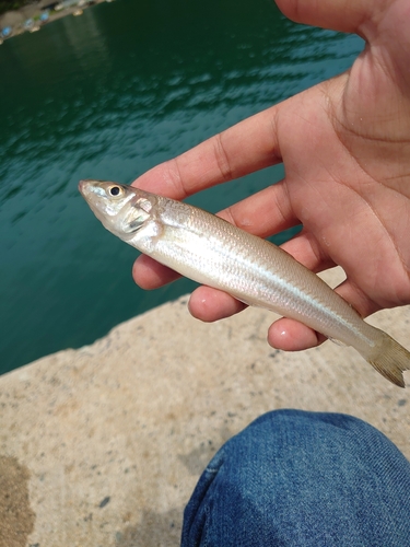 キスの釣果