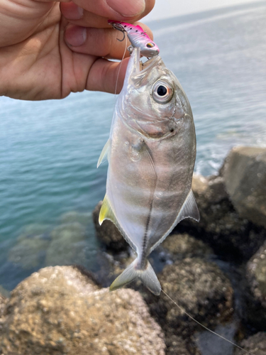 メッキの釣果