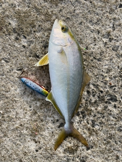 ショゴの釣果