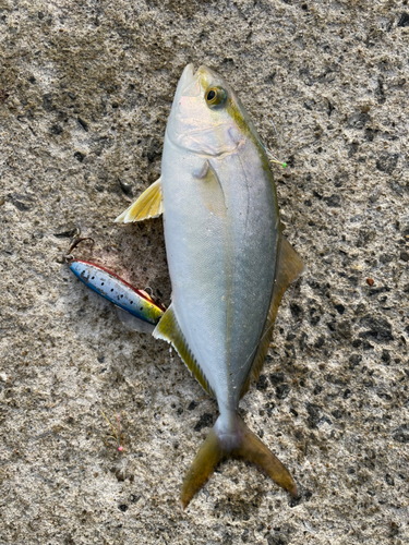 ショゴの釣果