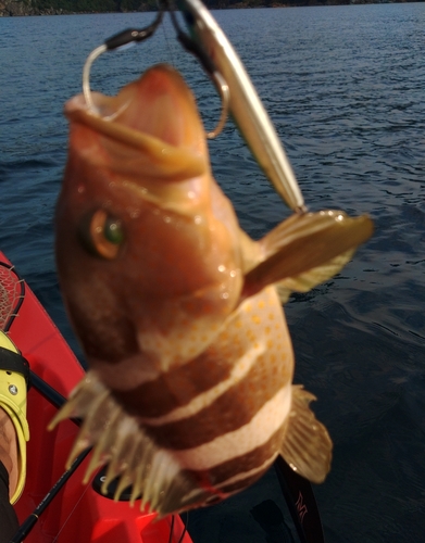 アオハタの釣果