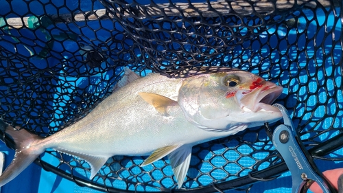 カンパチの釣果