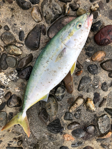 ツバスの釣果