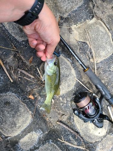 ラージマウスバスの釣果