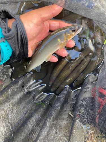 アユの釣果