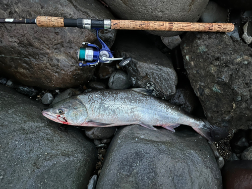 サケの釣果