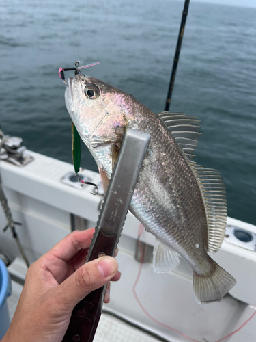 イシモチの釣果