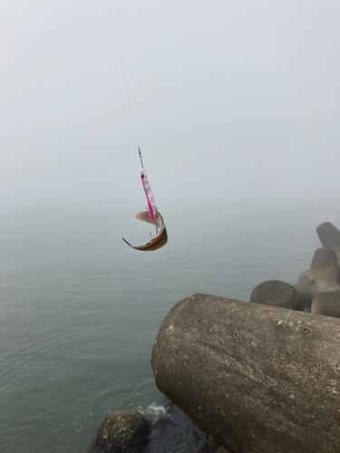 シタビラメの釣果