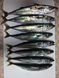 サバの釣果