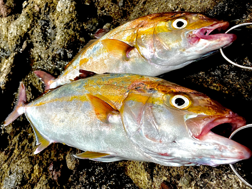 カンパチの釣果