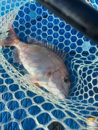 マダイの釣果