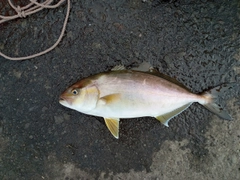 ショゴの釣果