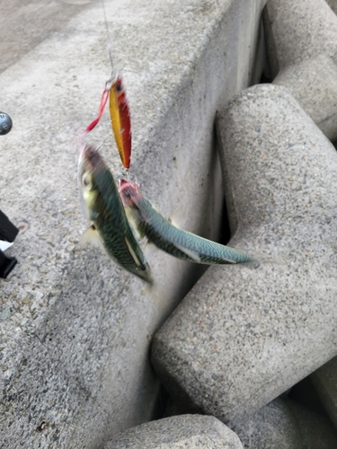 サバの釣果