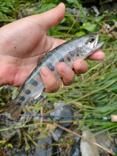 ヤマメの釣果