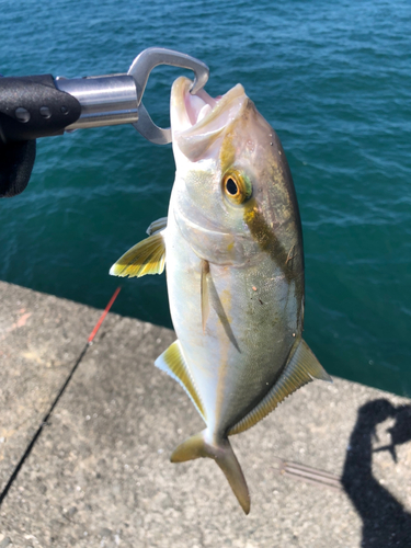 シオの釣果