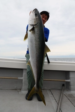 ヒラマサの釣果