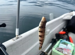 クラカケトラギスの釣果