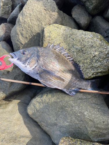 クロダイの釣果