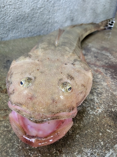 マゴチの釣果