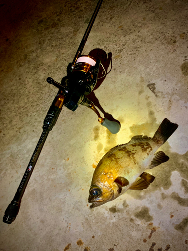 シロメバルの釣果