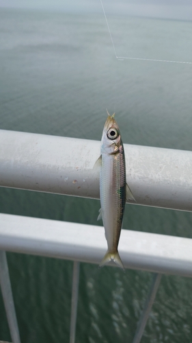 ウルメイワシの釣果