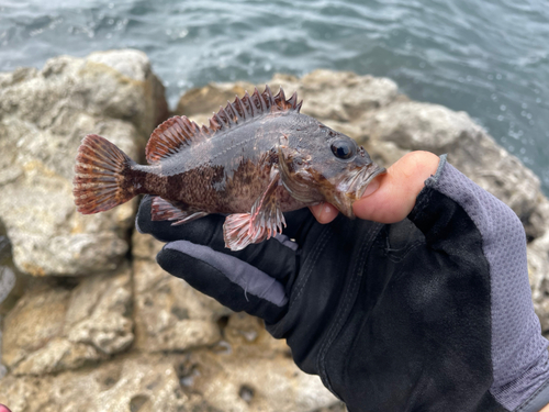 ムラソイの釣果