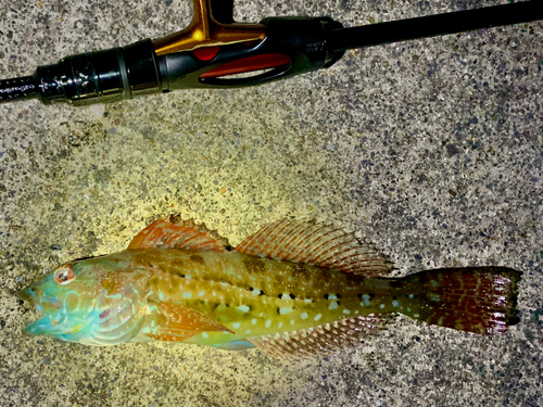 アサヒアナハゼの釣果