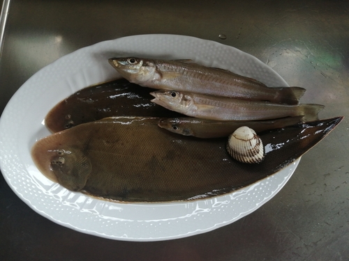 シタビラメの釣果