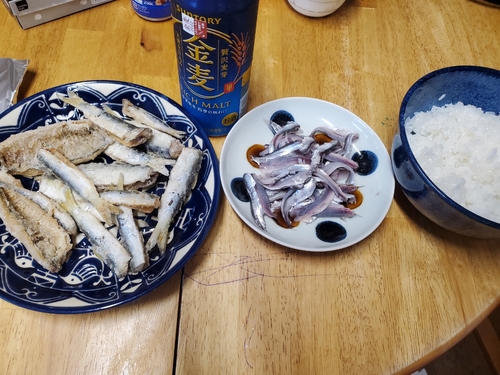 カタクチイワシの釣果