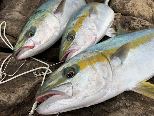 ヒラマサの釣果