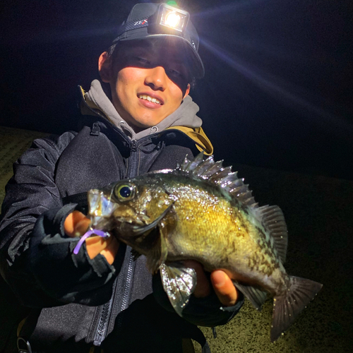 アオメバルの釣果