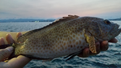 オオモンハタの釣果