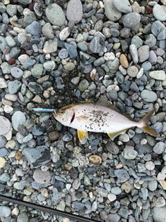 ショゴの釣果