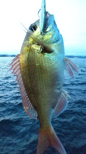 マダイの釣果