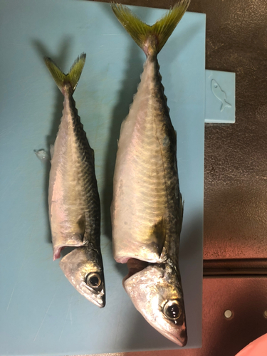 カタクチイワシの釣果