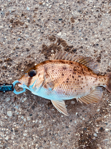 メイチダイの釣果