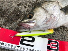 シーバスの釣果