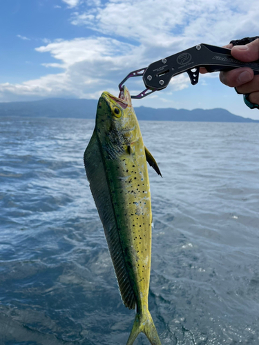 シイラの釣果