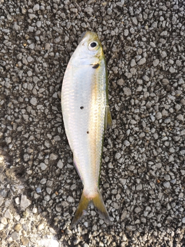 サッパの釣果