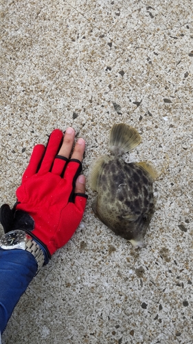 カワハギの釣果