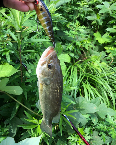 ラージマウスバスの釣果