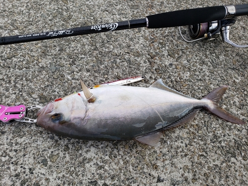 カンパチの釣果