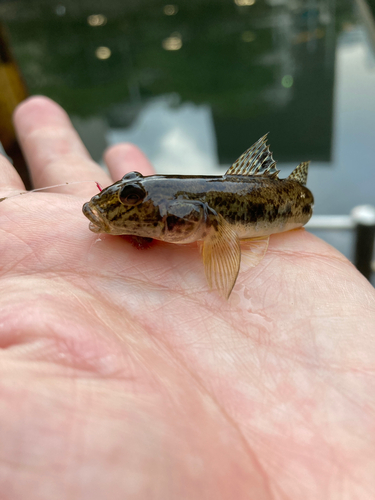 マハゼの釣果