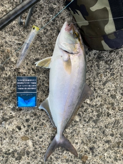 ショゴの釣果