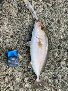 ショゴの釣果