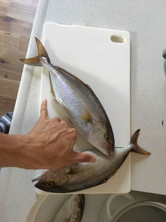 ネリゴの釣果