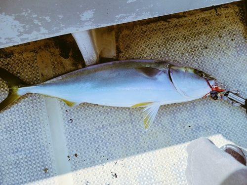 メジロの釣果