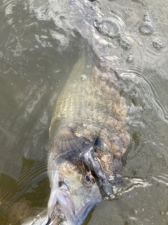 キビレの釣果