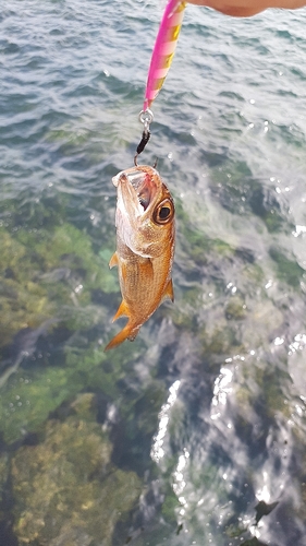 ムツの釣果